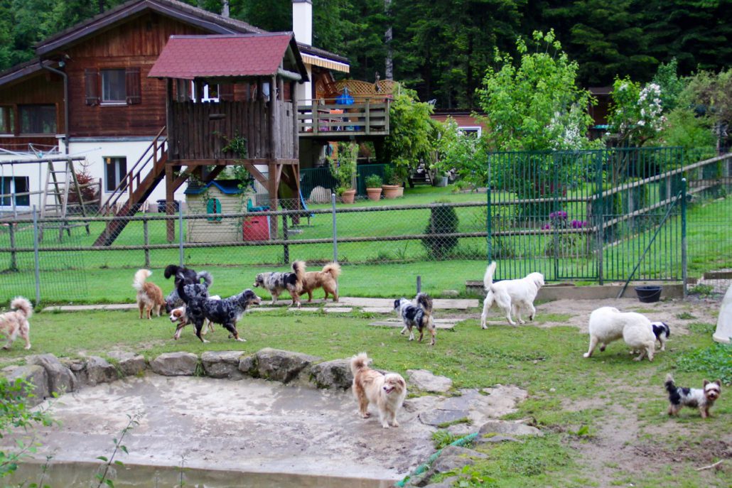 Espace élevage  Matériel pour pensions canines, les parcs à chiots - les  parcs à chiens