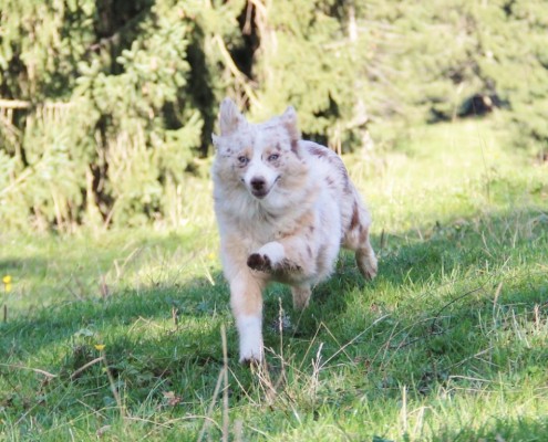 Mini Berger Australien