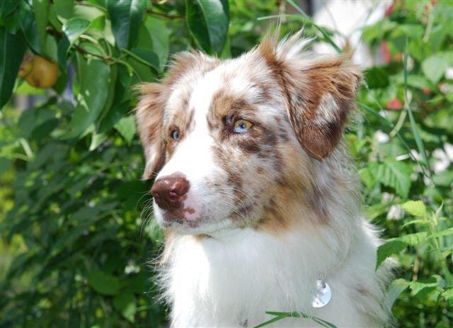 Angy Mini Berger Australien