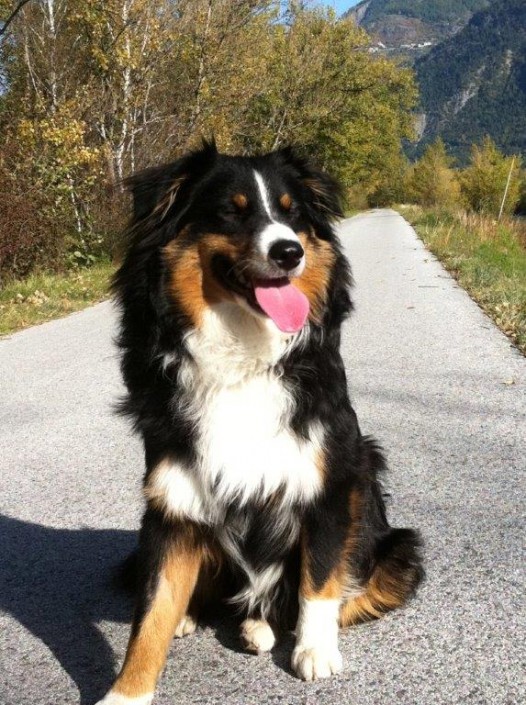 Duke Mini Berger Australien