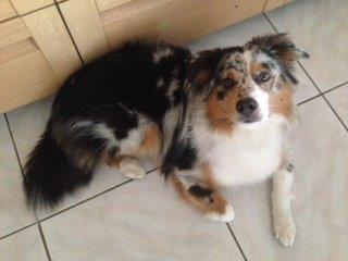 Fenji Blue Mini Berger Australien