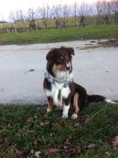 Fluffy Mini Berger Australien