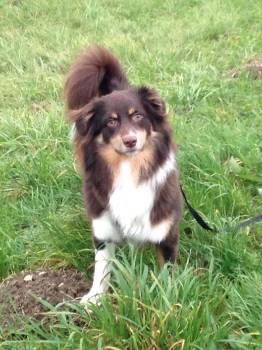 G’Loki Mini Berger Australien