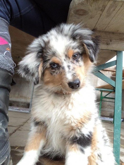 Geena Mini Berger Australien