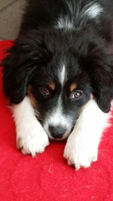 Ginger Mini Berger Australien
