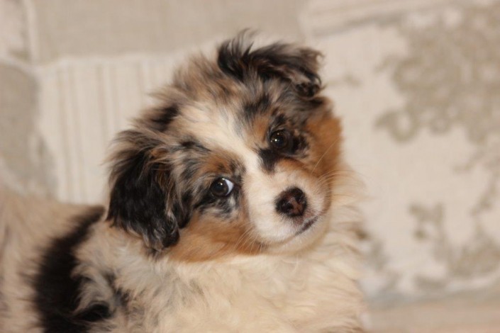 Ginger Mini Berger Australien