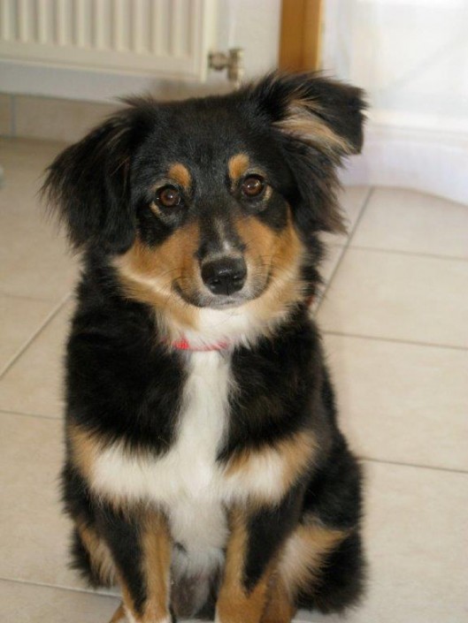 Goofy Mini Berger Australien