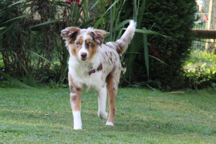 I’Seya Mini Berger Australien