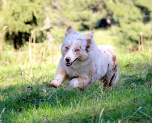 Mini Berger Australien