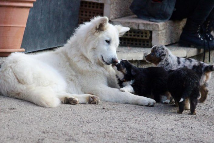 Berger Blanc Suisse