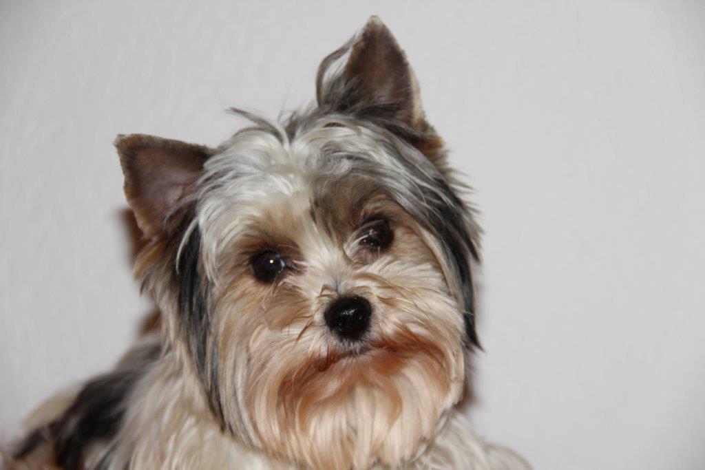alvin yorkies espace chiens domaine de la for 234 t des barussels alvin alvin yorkies espace chiens domaine de la for 234 t des barussels alvin