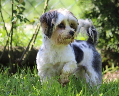 alvin yorkies espace chiens domaine de la for 234 t des barussels alvin alvin yorkies espace chiens domaine de la for 234 t des barussels alvin