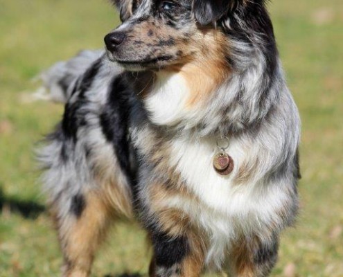 Mini Berger Australien