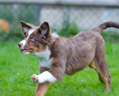 Mini Berger Australien