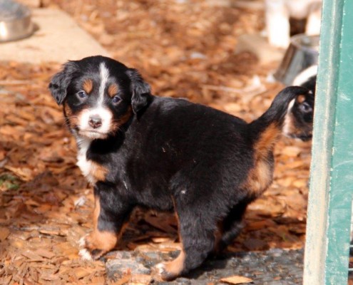 Mini Berger Australien