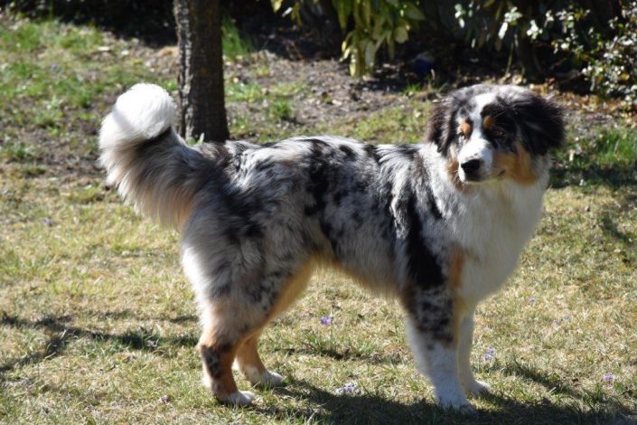 Hasko Mini Berger Australien