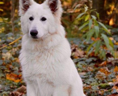 Berger Blanc Suisse