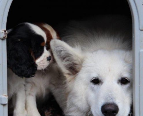 Berger Blanc Suisse