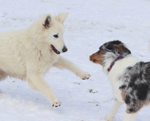 Berger Blanc Suisse