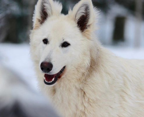 Berger Blanc Suisse