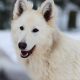 Berger Blanc Suisse