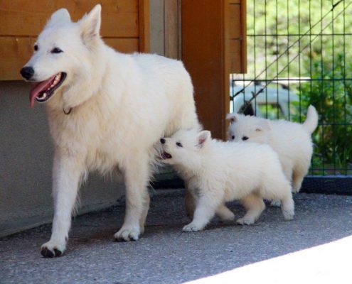 Berger Blanc Suisse