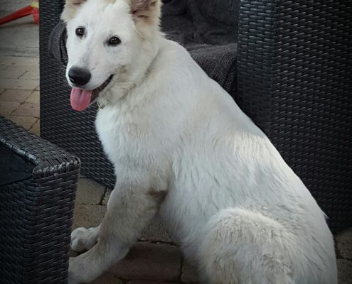 Berger Blanc Suisse