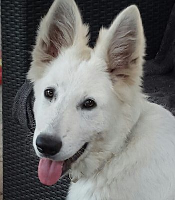 Berger Blanc Suisse