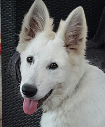 Berger Blanc Suisse