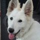 Berger Blanc Suisse