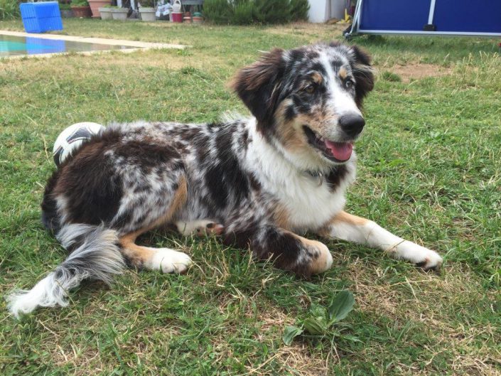 hichka, fevrier-2015 Mini Berger Australien