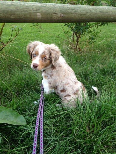 haivy ,mai-2015 Mini Berger Australien