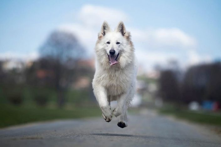 Berger Blanc Suisse