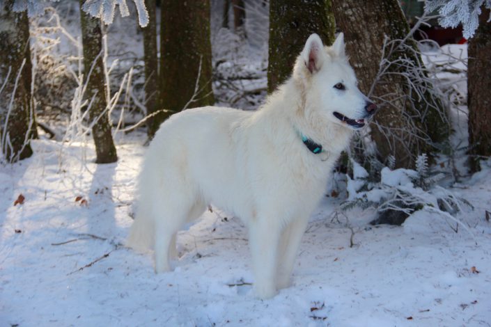 Berger Blanc Suisse