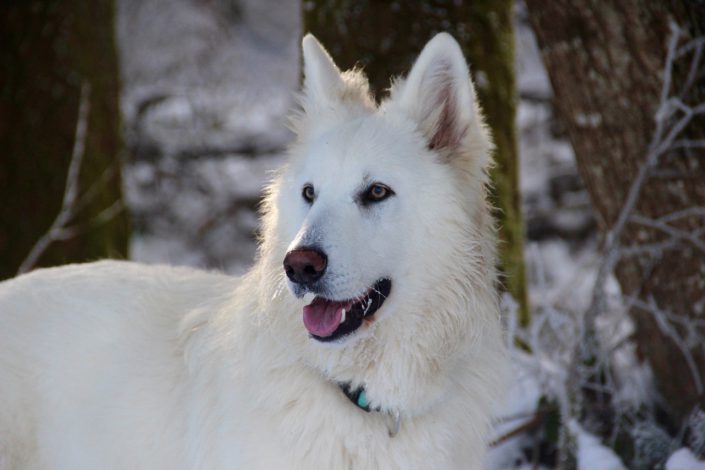 Berger Blanc Suisse