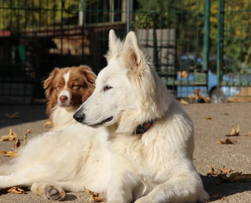 Berger Blanc Suisse