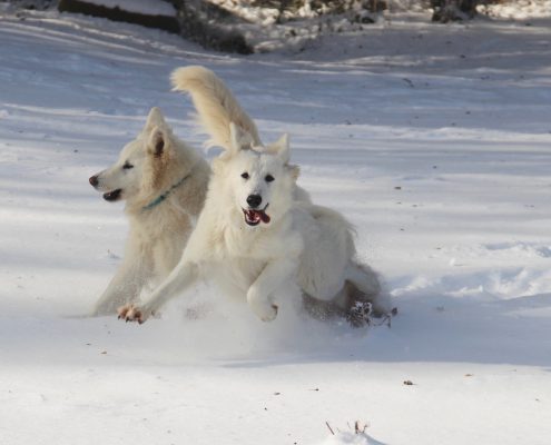 Berger Blanc Suisse