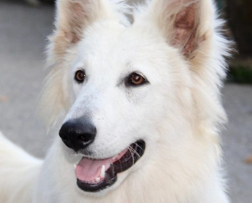 Berger Blanc Suisse