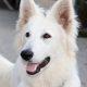 Berger Blanc Suisse