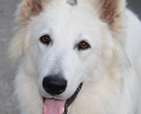 Berger Blanc Suisse