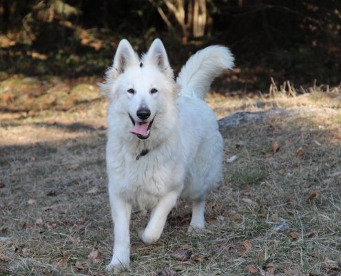 Berger Blanc Suisse