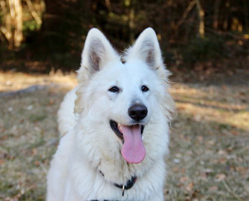 Berger Blanc Suisse