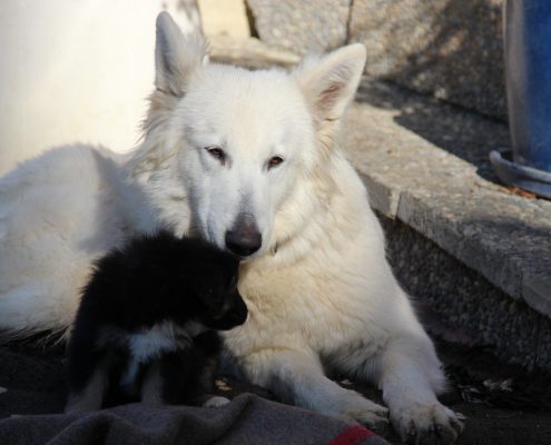 Berger Blanc Suisse