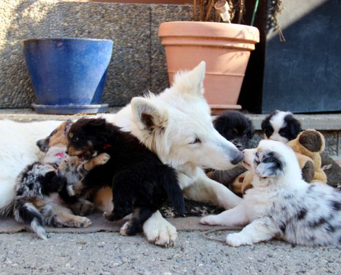 Berger Blanc Suisse