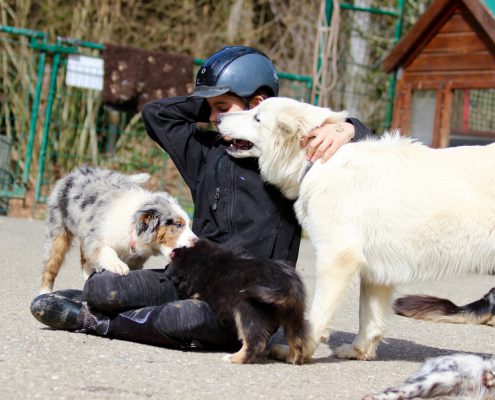 Berger Blanc Suisse