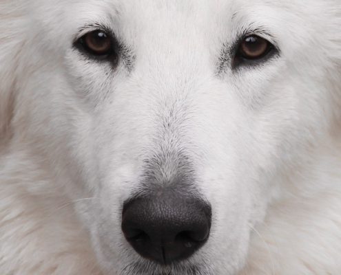 Berger Blanc Suisse