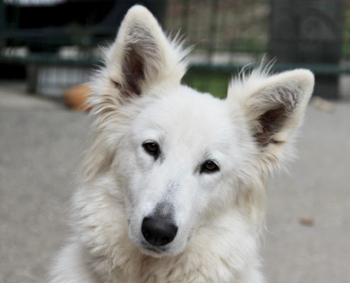 Berger Blanc Suisse