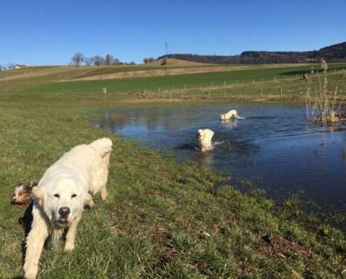 Golden Retriever