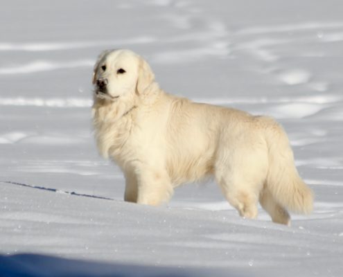 Golden Retriever