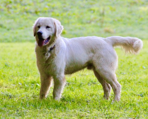 Golden Retriever